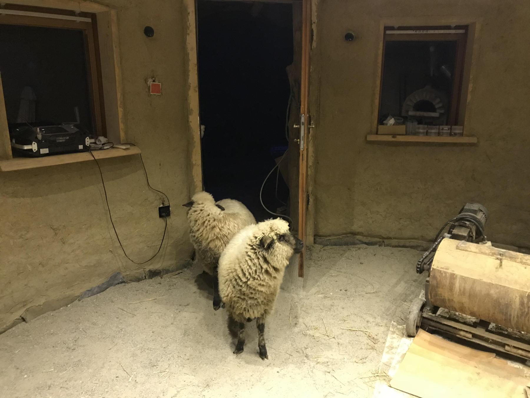 ovečky v earthbag dome