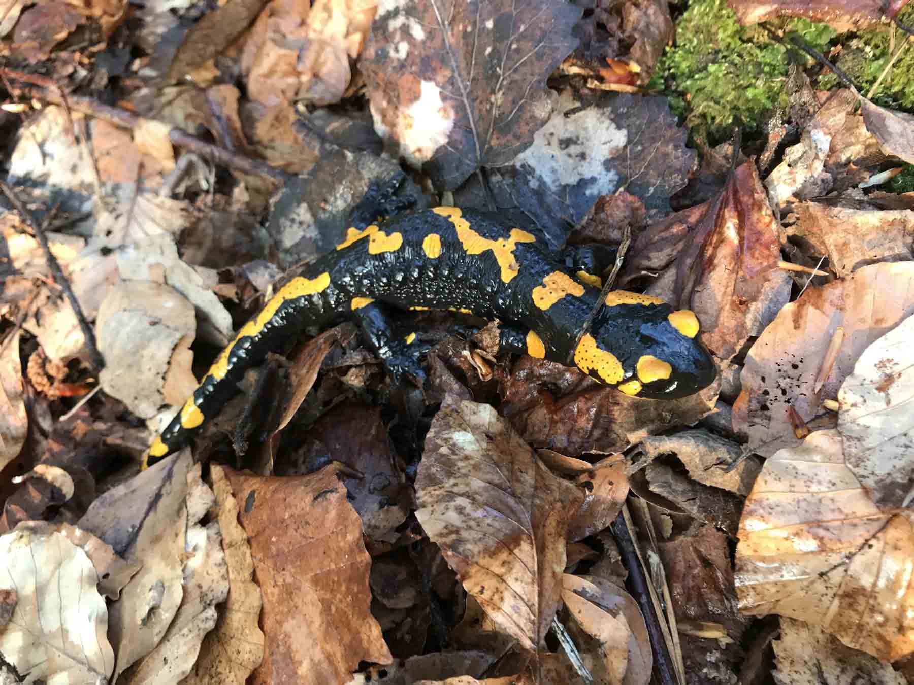 Salamandra